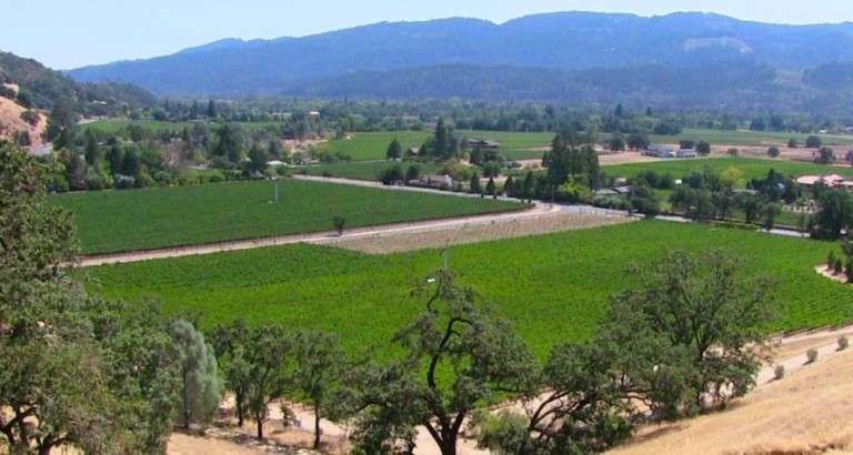 Vignes de la Napa vallée