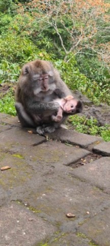 Etonnant macaque a Bali