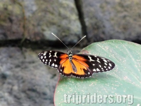 Costa Rica papillon