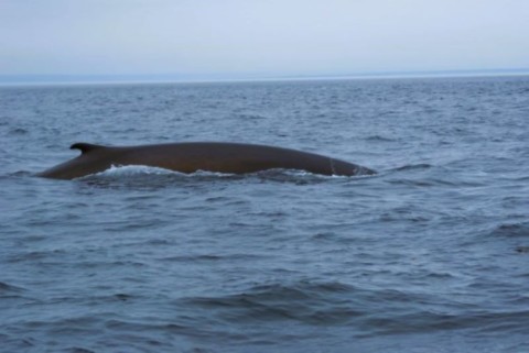 Baleines du Saint Laurent