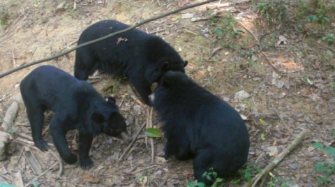 Ours a collers mangeant des racines