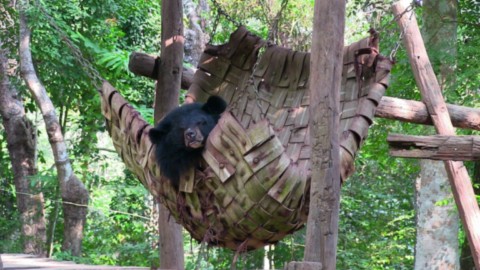 Protection des ours a colliers