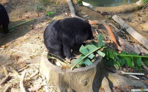 repas des ours a collier