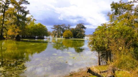 Les bayous de louisiane