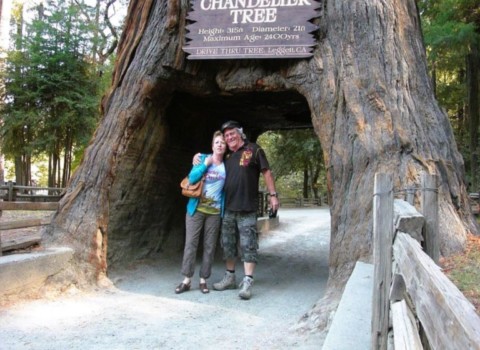 Chandelier tree, un séquoia unique.