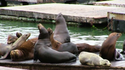 Les otaries du Pier 39