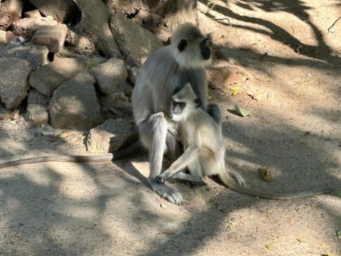  il s'agit du singe appelé langur gris touffu.