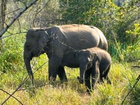 Maman éléphant et son petit en liberté