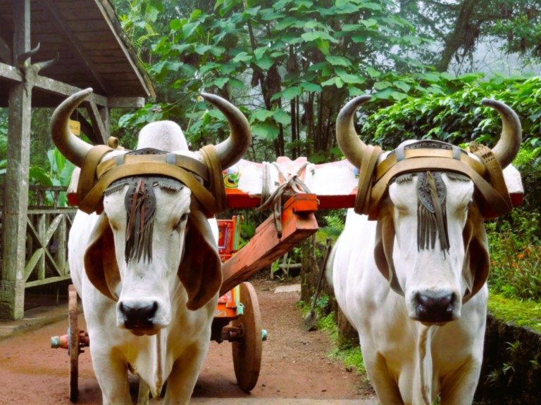 Cascade de Fortuna au centre