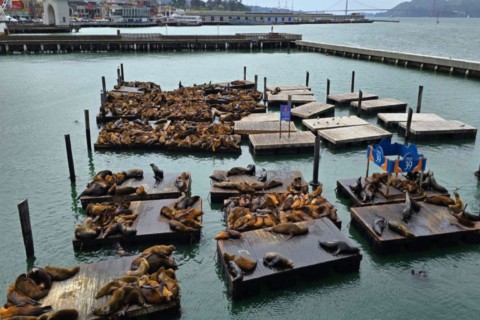 San Francisco Pier 39 otaries 2024