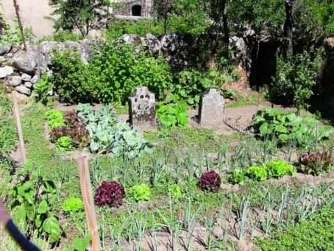 Tombes dans un jardin potager