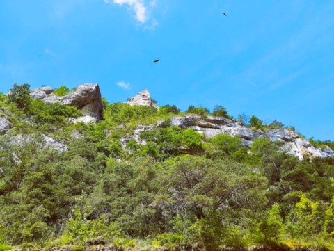 Lozère-vautours