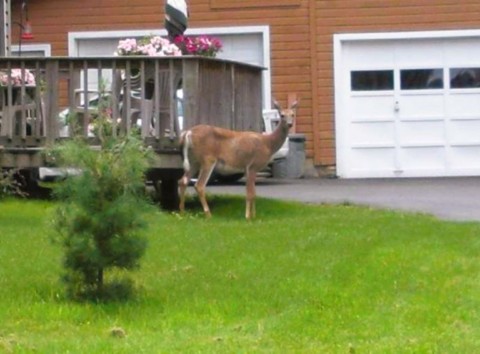 Biche en liberté