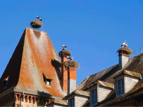 Run en Harley Davidson en Alsace.