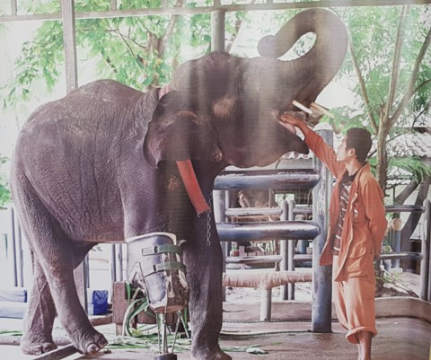 Soins étonnants aux élephants