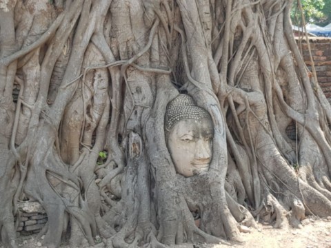 tête de bouddha enraciné