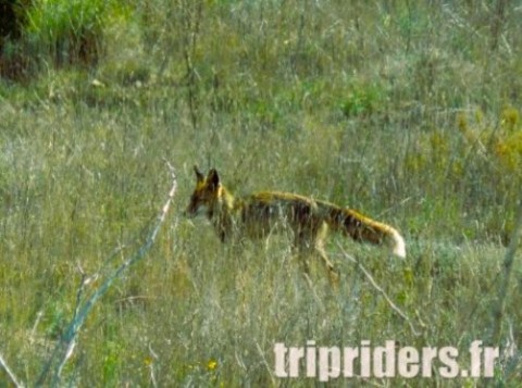 Photo d'un renard du desert de Bardenas Reales