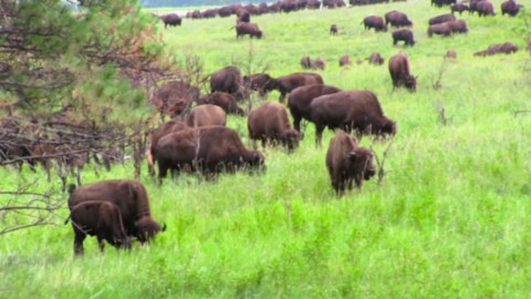 Troupeau de bisons