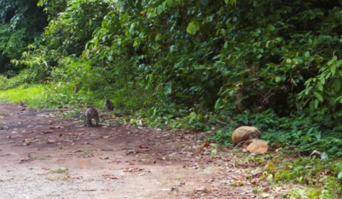 Singes en liberté