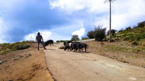 Cochons noirs sur routes