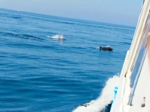 AJACCIO dauphins