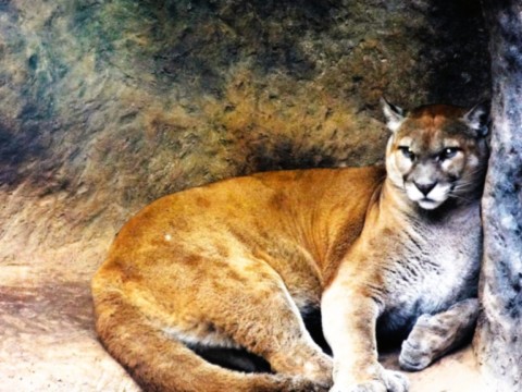 Faune etonnante ici un puma