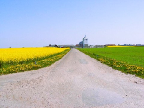 Champ de colza​ bio danois