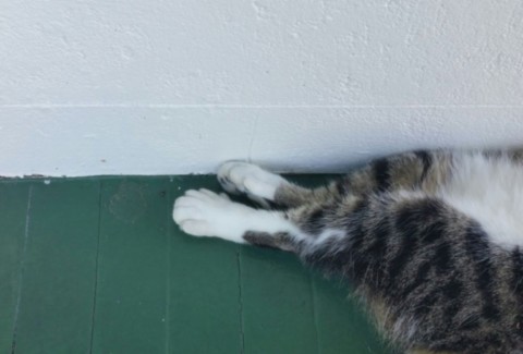 Chats a six doigts