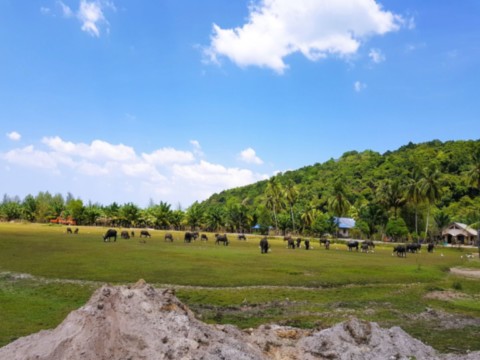 Troupeau de buffles en liberté