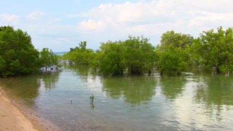 Mangrove Tung Yee Oeng