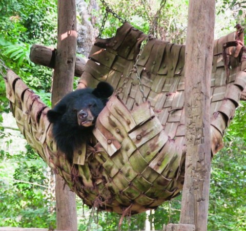 Le plus beau des ours