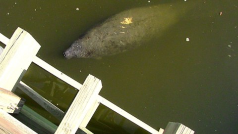 Lamantin en surface
