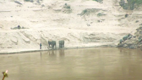 Elephang au bord de l'eau