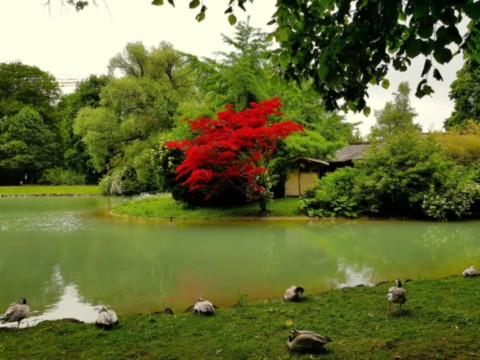 Jardin Anglais