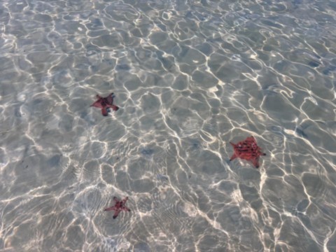 Etoiles de mer qui pulullent