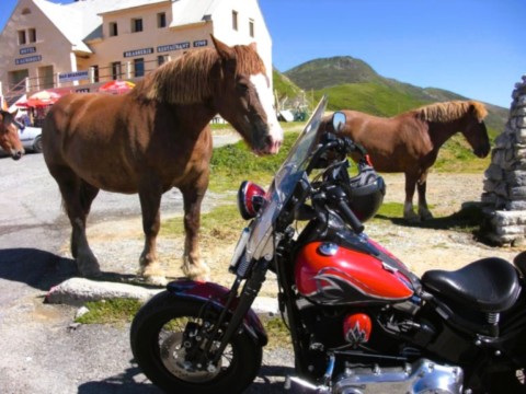 Cheveaux des Pyrénées