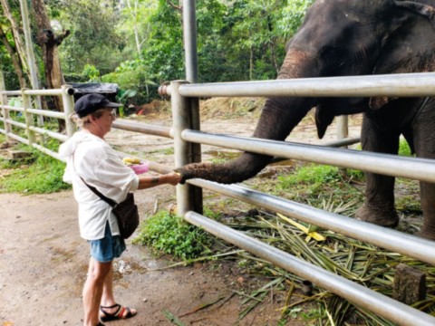 Balade à dos d'éléphants