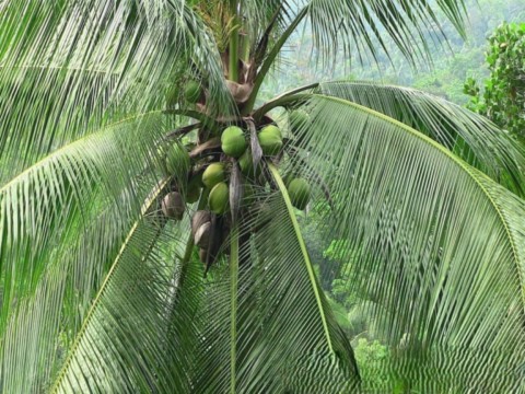 Cocotiers dangereux