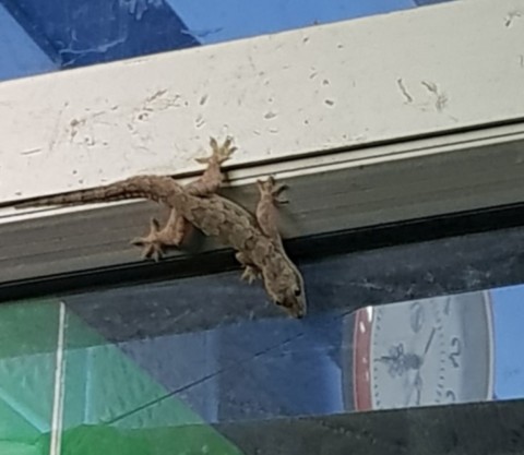 Un gros Gecko