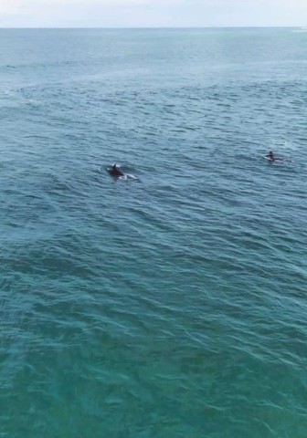 Course entre dauphin et surfeur