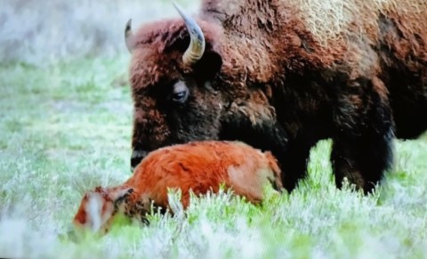 bébé bison avec maman