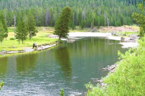 bébé bison avec maman