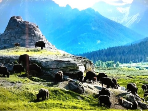 Troupeau de bisons au printemps